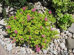 We did not find results for: Spirea Del Giappone Spiraea Japonica Spiraea Japonica Piante Da Giardino Spirea Del Giappone Spiraea Japonica Arbusti