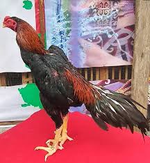 Ada bentuk telapak kaki yang kecil dan panjang dan ada juga yang lebar dan pendek. Ciri Ayam Bangkok Juara Lentera Inspiratif