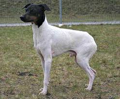 Real stories from modsy customers. Japanese Terrier Dog Breed Profile Small Dog Place