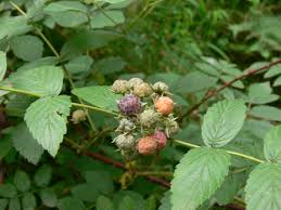 Image result for Rubus pinnatus