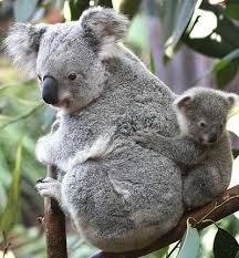 Hanging On Cute Baby Animals Cute Animals Cute Animal Pictures