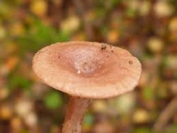 Image result for Russula flavida
