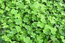 Image result for Marsilea minuta