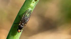 Image result for phytomyza gymnostoma