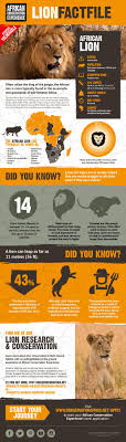 Rip Roaring Facts About The African Lion Infographic Lion Facts African Lion Lion Facts For Kids