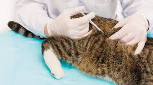 Katzen chippen lassen ist keine pflicht. Impfung Der Katze Probleme Nebenwirkungen Tiergesund De