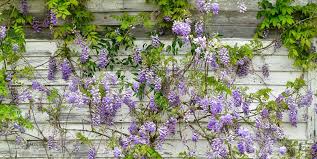 Flowers, gift baskets, roses, teddy bears 20 Best Flowering Vines Best Wall Climbing Vines To Plant