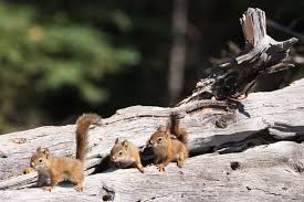 I began this process in may. What To Do If You Find A Baby Squirrel Wildlifeshield Ca