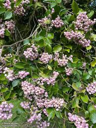 Image result for Smithia erubescens