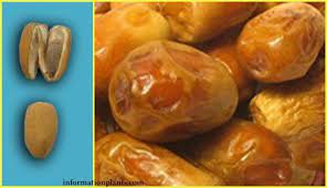 تمر دقلة بيضاء قسم التمور مع الصور قسم التمور معلومان عامه معلوماتية نبات حيوان اسماك فوائد food vegetables potatoes