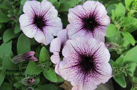 They generally come in white, blue, purple, and pink, and the a bouquet of roses in full bloom represents gratitude. 11 Of The Best Flowers For Window Boxes