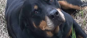 Rottweiler Heat Cycle Mississippi Rottweilers