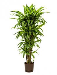 1 review(s) meer info in winkelwagen. Dracaena Lemon Lime Drachenbaum Verzweigt Die Palme Palmenmarkt