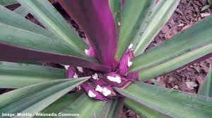 They are tiny and some say resemble a baby. Moses In Cradle Care How To Grow Moses Plant