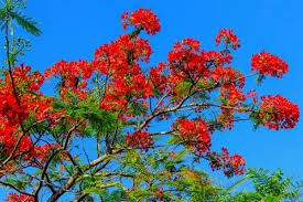 Check spelling or type a new query. 10 Beautiful Red Flowering Trees Urban Garden Gal