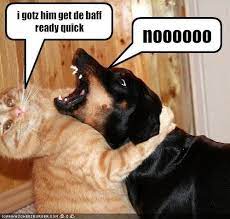 Untitled Dog Quotes Funny Funny Animals Funny Dogs