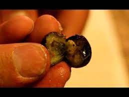Where to plant blueberry bushes. Plant Blueberries From Your Own Seeds Youtube