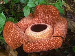 Pin On Weirdest Flowers On Earth