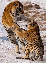 Tiger Fight Cat Reference Big Cats Animals Beautiful