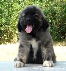 First vaccination administered by vet. Caucasian Shepherd Puppies For Sale Puppies Of Caucasian Shepherd Dog From Sholin Vikr Caucasian Shepherd Dog Caucasian Mountain Dog Caucasian Shepherd Puppy