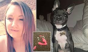 See more ideas about toy bulldog, bulldog, french bulldog. Singleton 29 Offers Her T T French Bulldog Puppy To Good Home After He Eats Her 57 Sex Toy Daily Mail Online