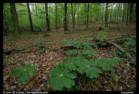 Pin By Sparkles On Forest Floor Forest Plants Plants Floor Plants