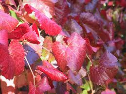 Vitis californica is a deciduous climber growing to 9 m (29ft 6in) at a medium rate. Wildscaping Plants Vitis Californica Roger S Red