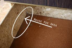 The smell is easily fixed using a cleaning formulation specifically designed for concrete floors. How To Get Mouse Pee Out Of Particle Board Apartment Therapy