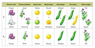 Mendelian Genetics Bliss Biology