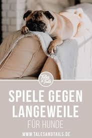 Spiele Gegen Langeweile Hunde Spiele Hunde Spiele Gegen Langeweile