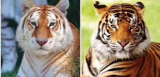 Golden tabby's prefer grasslands, subtropical an tropical rainforests, scrub forests, wet and dry deciduous forests and mangroves. Golden Lyger Animal Sanctuary Tiger Holding Facility Facebook