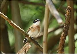 Image result for Dissotis anchietae