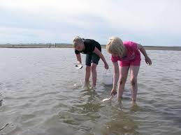 Dank der ernennung zum nationalpark wird die natur noch in ihrem original zustand bewahrt. Nationalpark Schleswig Holsteinisches Wattenmeer Junior Ranger