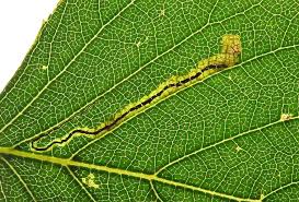 Image result for Stigmella confusella