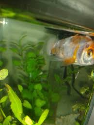 I Have A White Fluffy Algae I Think Growing On Plants In My Tank And On My Aquarium Club