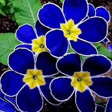 Such A Fun Flower Blue Petals With White Trim And Yellow Center Beautiful Flowers Amazing Flowers Unusual Flowers