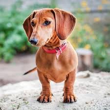 Stunning dachshund puppies for sale. Dachshund Pdsa