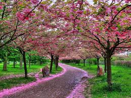 Pretty derby (tv) season 2? Free Download Nature Wallpapers Beautiful Pictures Nice Wallpapers Nature 1024x768 For Your Desktop Mobile Tablet Explore 77 Nice Nature Wallpaper Nice Nature Wallpapers For Phone