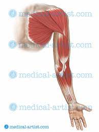 Lift your arms out to the side. Shoulder Anatomy Illustrations Healthy Shoulder Anatomy Shoulder Replacement Illustrations