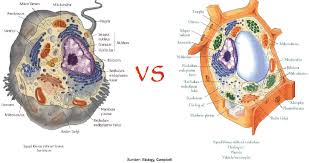 Pengertian Dan Fungsi Vakuola Pada Sel Tumbuhan Ilmu Pengetahuan Dasar