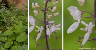 Image result for Plectranthus guruensis