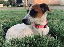 Black Australian Cattle Dog Mix Blackmouthcurdog Petfinderolive Petfinderdog Adoptolive Australian Petfinder Mixado In 2020 Australian Cattle Dog Blue Heeler Australian Cattle Dog Dog Adoption