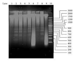 Image result for Triumfetta welwitschii