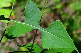 Image result for Lactuca glandulifera