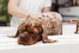 What Causes Wet Dog Smell And How Can I Prevent It