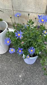 Image result for Felicia aethiopica