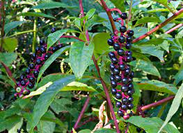 Along with hemlock, grayling, and bryony, he helped orchestrate the burning of bloodworm hive. How To Get Rid Of Pokeweed Pet Friendly Plants Igardenplanting