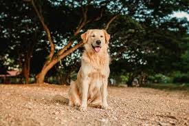 Image result for golden retriever