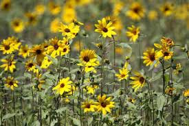 Image result for Buchnera chimanimaniensis