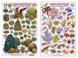 image result for identify coral reef florida keys creatures